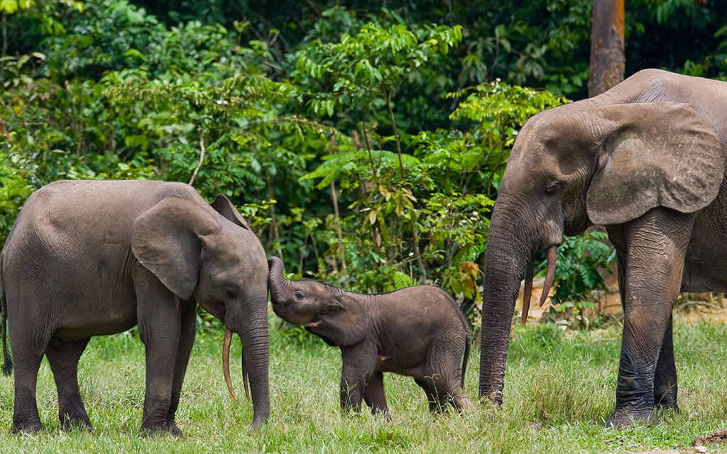 congo travel restrictions