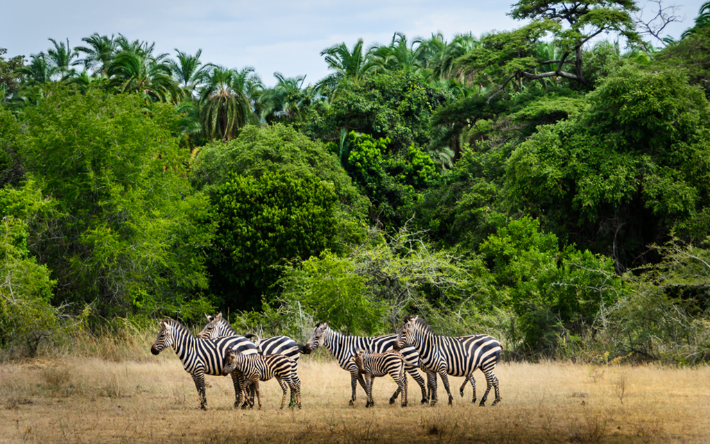 travel restrictions rwanda