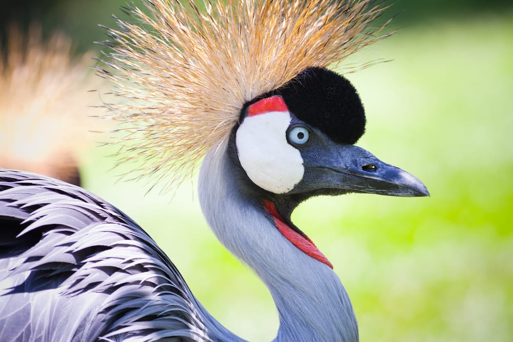 Salah satu koleksi burung eksotis di Bali Bird Park.